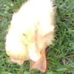 Meet your Posher, Gina